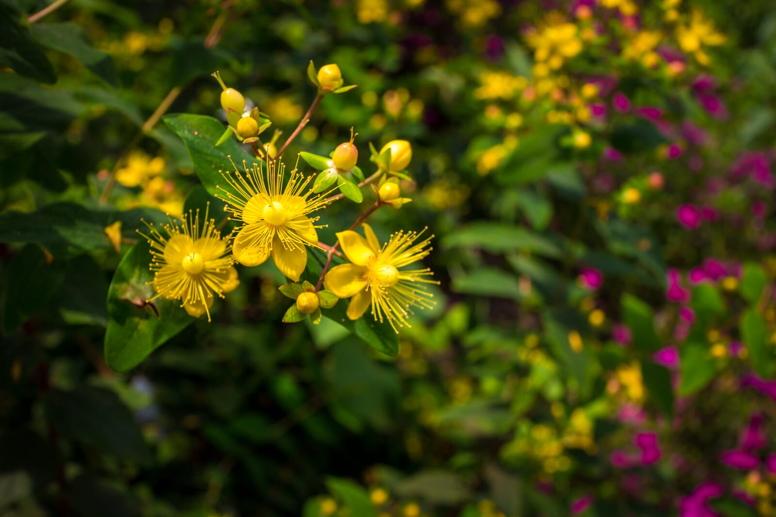 Master aperture priority - flowers